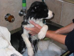 Puppies etc 018